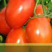 ABHINAV TOMATO - SEEDS