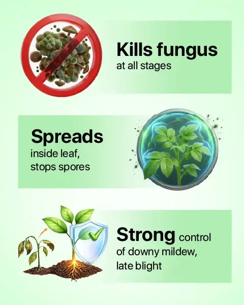 Acrobat Fungicide kills fungi, stops spores, and controls downy mildew and late blight