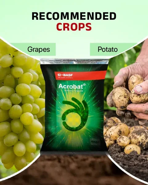 Image showing Acrobat Fungicide is recommended for grapes and potato