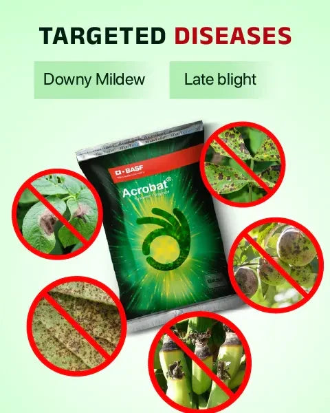 Acrobat Fungicide used for effective control of downy mildew and late blight infection