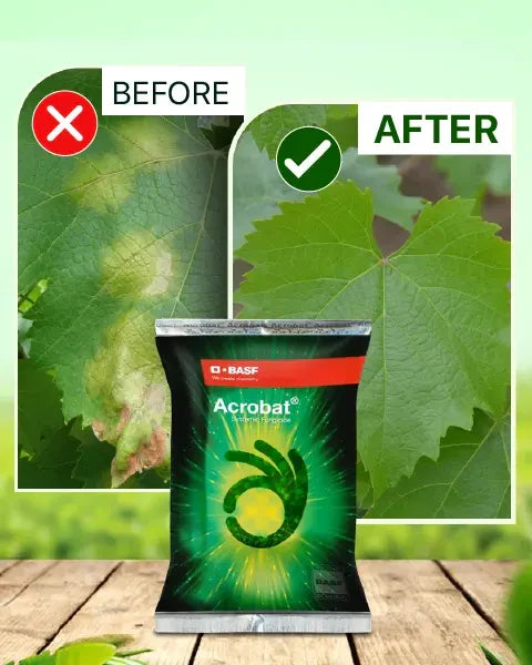 Image of crop leaf before and after applying Acrobat Fungicide