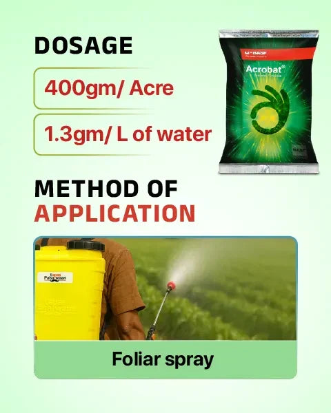 Acrobat Fungicide recommended dose is 400 gm per acre or 1.3 gm per liter with foliar spray application