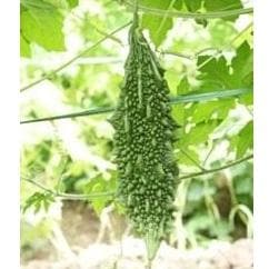 Akash F1 Hybrid Bitter Gourd Seeds