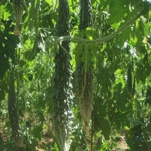 AMANSHRI BITTER GOURD SEEDS