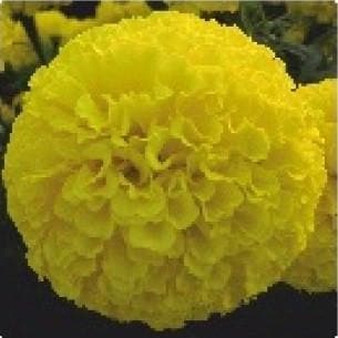 Close-up of a vibrant, fully bloomed yellow marigold flower blossom with dense, ruffled petals.