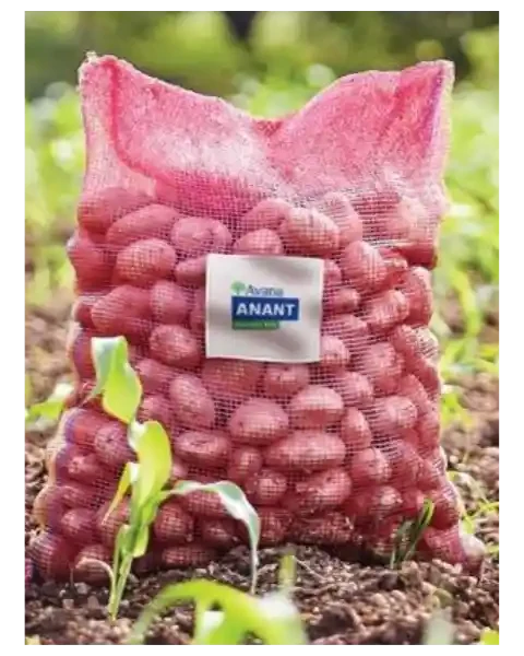 AVANA ANANT LENO BAG