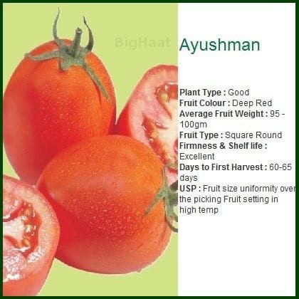 AYUSHMAN TOMATO
