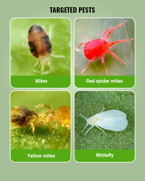 Targeted pests chart showing mites, red spider mites, yellow mites and whitefly on green leaves.