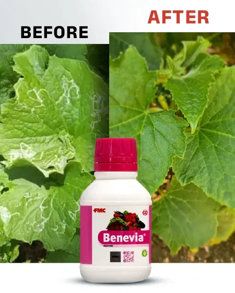 Image of crop leaf before and after using Benevia Insecticide