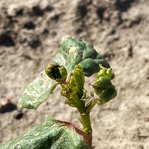 Billion Insecticide