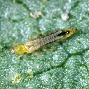 Billion Insecticide