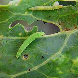 Billion Insecticide