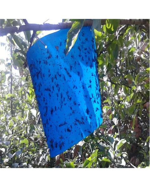 Blue sticky roll- 15cm×100m sticky trap for insects (thrips & leaf miners) IPM Suitable | TAPAS