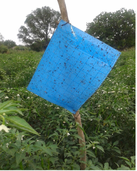 Blue sticky roll- 15cm×100m sticky trap for insects (thrips & leaf miners) IPM Suitable | TAPAS