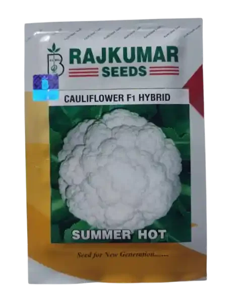 CAULIFLOWER SUMMER STAR - RAJKUMAR SEEDS