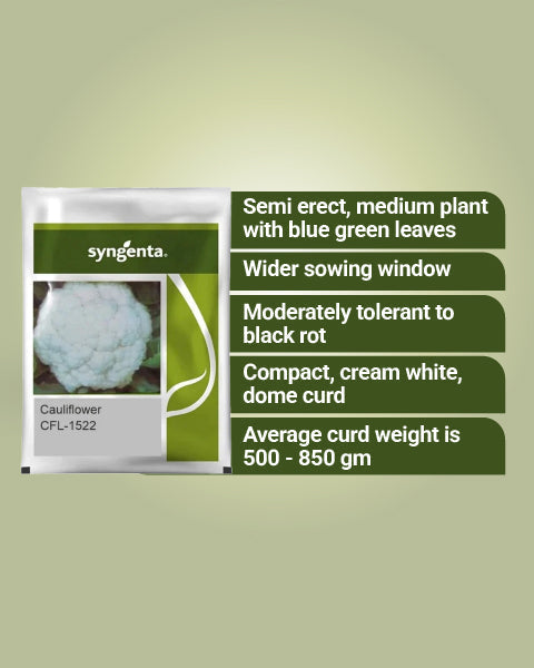 Image showing characteristics of Syngenta CFL 1522 Cauliflower Seed.