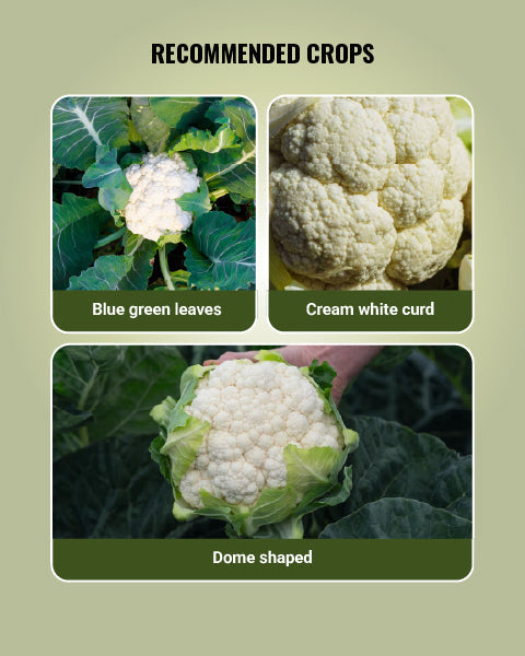 Image showing how is cauliflower grown from Syngenta CFL 1522 Cauliflower Seed.