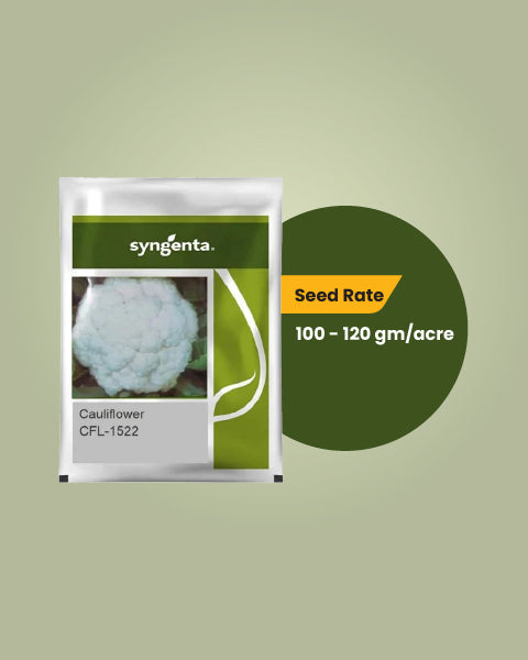 Image showing seed rate of Syngenta 1522 Gobhi seeds.