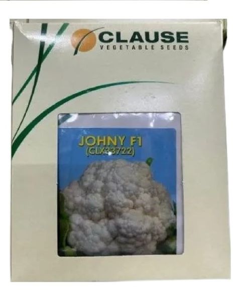 CLAUSE JOHNY F1 Cauliflower- High Yield, White, Semi-Dome Shaped Curd