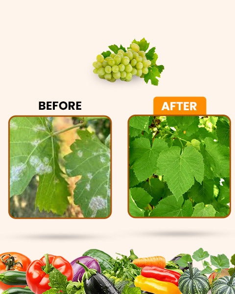 Downy Raze (Bio Fungicide) – For Effective Downy Mildew Control