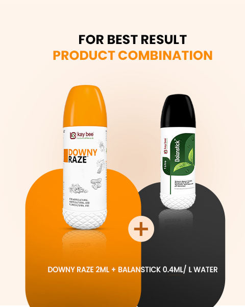 Downy Raze (Bio Fungicide) – For Effective Downy Mildew Control