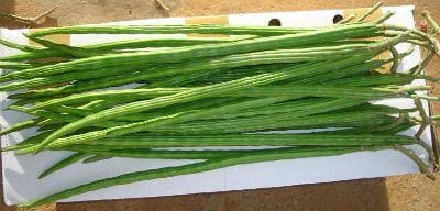 DRUM STICK