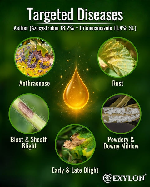 Exylon Aether (Azoxystrobin 18.2% + Difenoconazole 11.4% SC) – Broad-Spectrum Fungicide for Groundnut, Wheat, Vegetables