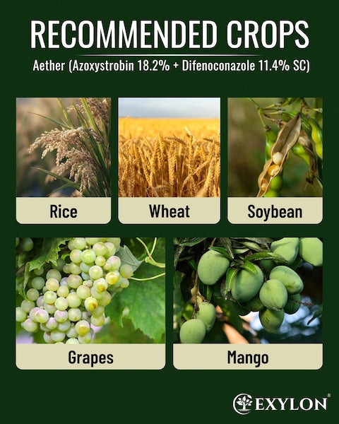 Exylon Aether (Azoxystrobin 18.2% + Difenoconazole 11.4% SC) – Broad-Spectrum Fungicide for Groundnut, Wheat, Vegetables