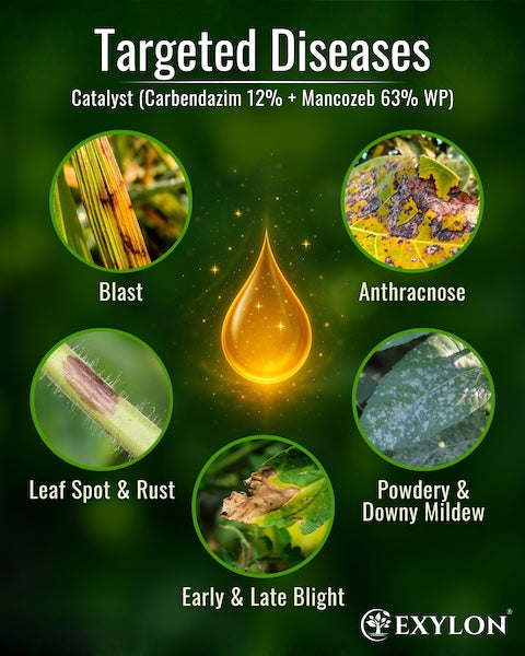 Exylon Catalyst (Carbendazim 12% + Mancozeb 63% WP) – Dual-Action Fungicide for Paddy, Groundnut, Vegetables