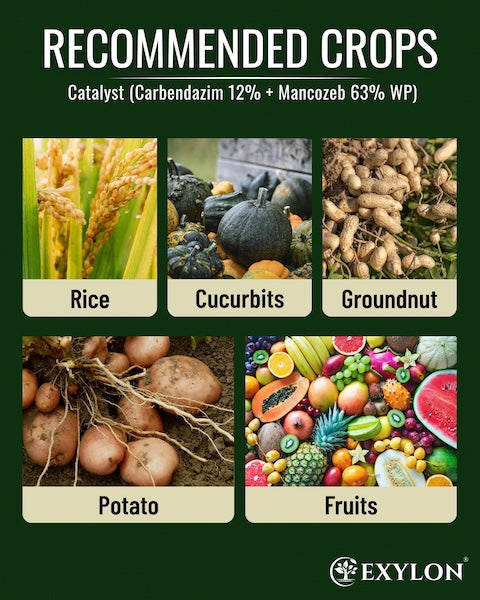 Exylon Catalyst (Carbendazim 12% + Mancozeb 63% WP) – Dual-Action Fungicide for Paddy, Groundnut, Vegetables