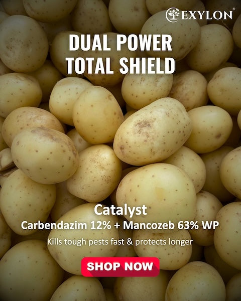 Exylon Catalyst (Carbendazim 12% + Mancozeb 63% WP) – Dual-Action Fungicide for Paddy, Groundnut, Vegetables