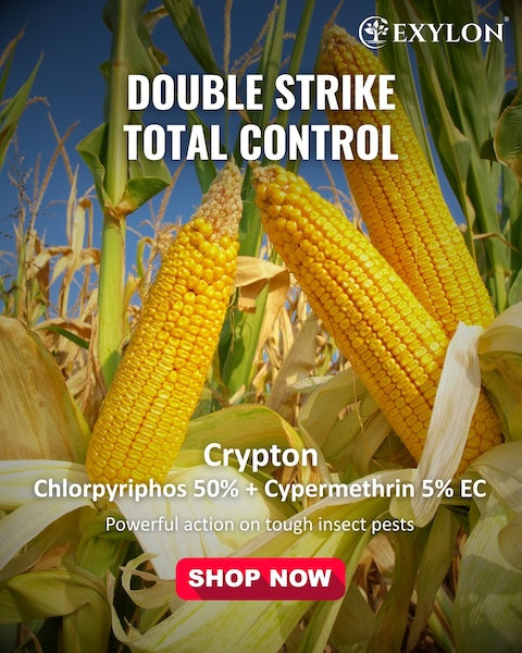 Exylon Crypton (Chlorpyriphos 50% + Cypermethrin 5% EC) – Dual-Action Contact Insecticide for Borer & Aphid Management in Cotton & Tomato