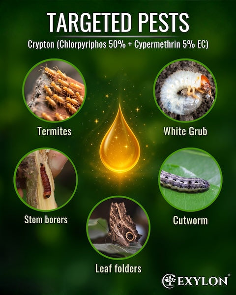Exylon Crypton (Chlorpyriphos 50% + Cypermethrin 5% EC) – Dual-Action Contact Insecticide for Borer & Aphid Management in Cotton & Tomato