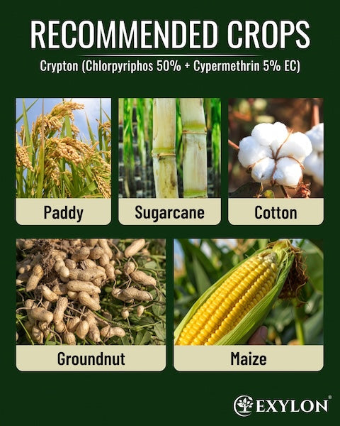 Exylon Crypton (Chlorpyriphos 50% + Cypermethrin 5% EC) – Dual-Action Contact Insecticide for Borer & Aphid Management in Cotton & Tomato