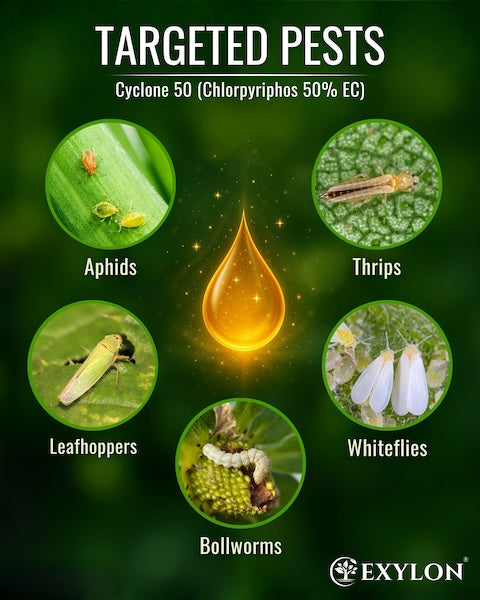 Exylon Cyclone 50 (Chlorpyriphos 50% EC) – Termite & Borer Control for Sugarcane, Maize