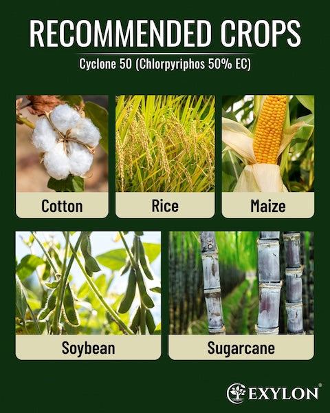 Exylon Cyclone 50 (Chlorpyriphos 50% EC) – Termite & Borer Control for Sugarcane, Maize