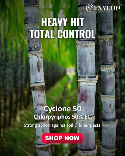 Exylon Cyclone 50 (Chlorpyriphos 50% EC) – Termite & Borer Control for Sugarcane, Maize