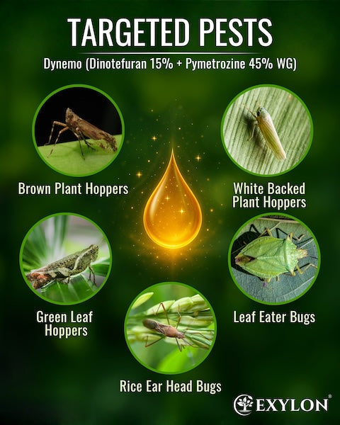 Exylon Dynemo (Dinotefuran 15% + Pymetrozine 45% WG) – Systemic Insecticide for Whitefly & Jassid in Cotton & Chilli