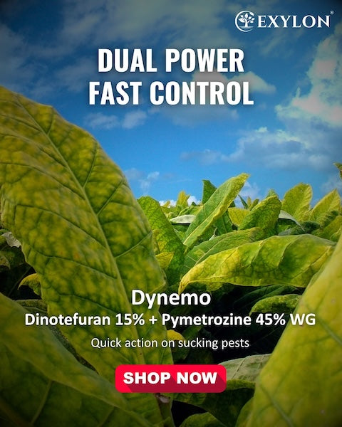 Exylon Dynemo (Dinotefuran 15% + Pymetrozine 45% WG) – Systemic Insecticide for Whitefly & Jassid in Cotton & Chilli