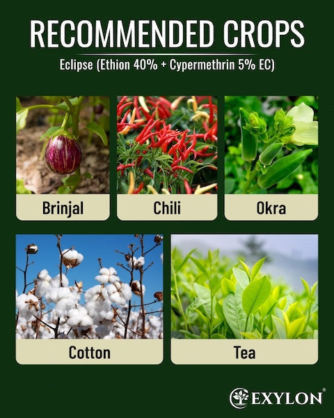 Exylon Eclipse (Ethion 40% + Cypermethrin 5% EC) – Broad-Spectrum Pest Control for Cotton, Paddy, Vegetables