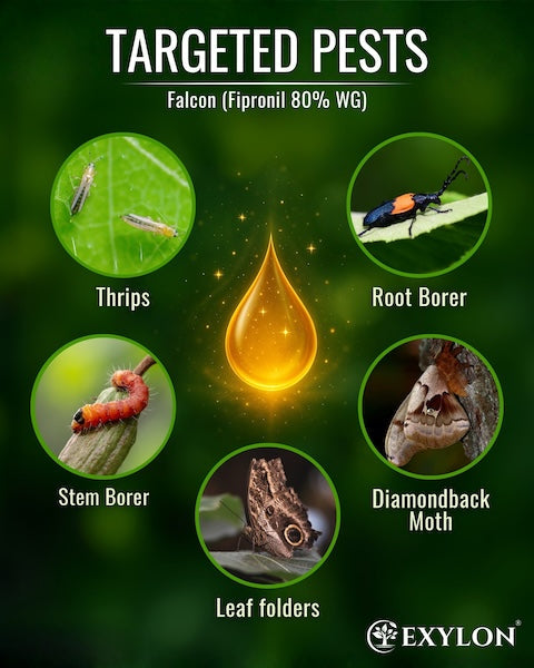 Exylon Falcon (Fipronil 80% WG) – High-Efficacy Pest Control for Paddy, Cotton, Vegetables