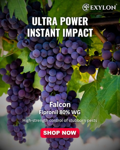 Exylon Falcon (Fipronil 80% WG) – High-Efficacy Pest Control for Paddy, Cotton, Vegetables
