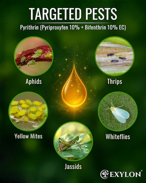 Exylon Pyrithrin (Pyriproxyfen 10% + Bifenthrin 10% W/W EC) – Effective Pest Control for Cotton, Groundnut, Vegetables