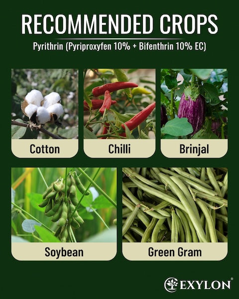 Exylon Pyrithrin (Pyriproxyfen 10% + Bifenthrin 10% W/W EC) – Effective Pest Control for Cotton, Groundnut, Vegetables