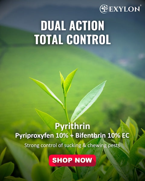 Exylon Pyrithrin (Pyriproxyfen 10% + Bifenthrin 10% W/W EC) – Effective Pest Control for Cotton, Groundnut, Vegetables
