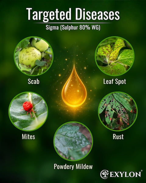 Exylon Sigma (Sulphur 80% WG) – Broad-Spectrum Fungicide for Powdery Mildew & Rust in Grapes & Vegetables
