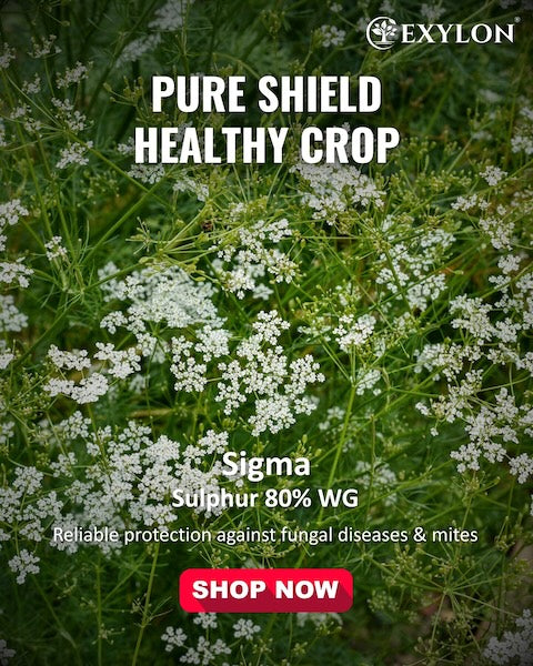 Exylon Sigma (Sulphur 80% WG) – Broad-Spectrum Fungicide for Powdery Mildew & Rust in Grapes & Vegetables