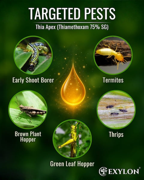 Exylon Thiaapex (Thiamethoxam 75% W/W SG) – High-Efficacy Pest Control for Groundnut, Chilli, Vegetables