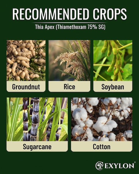 Exylon Thiaapex (Thiamethoxam 75% W/W SG) – High-Efficacy Pest Control for Groundnut, Chilli, Vegetables