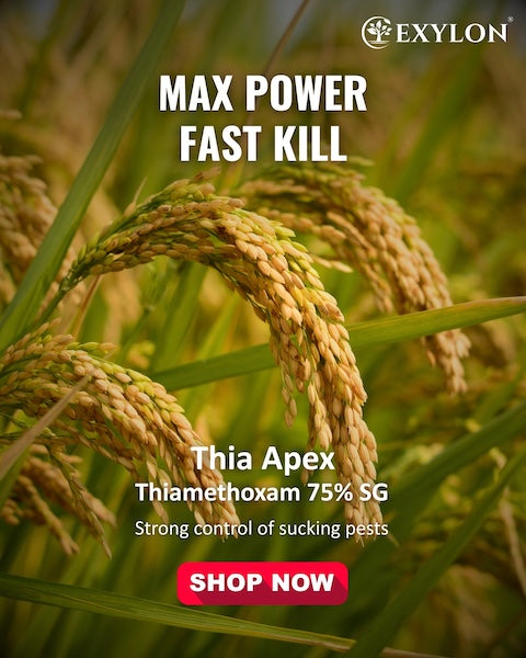 Exylon Thiaapex (Thiamethoxam 75% W/W SG) – High-Efficacy Pest Control for Groundnut, Chilli, Vegetables
